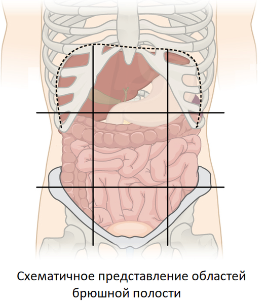 Анатомия брюшной полости