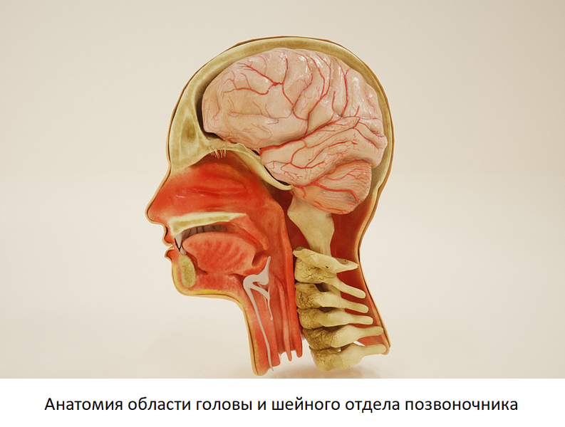анатомия головы и шеи