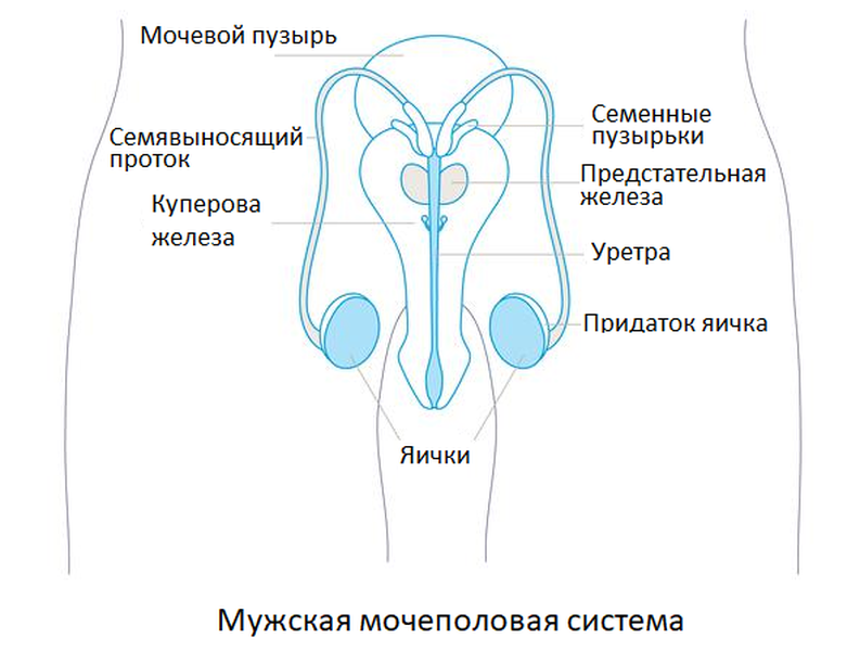 анатомия мошонки