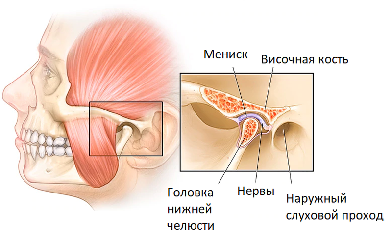 анатомия височно-нижнечелюстного сустава